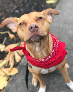 dog in training to sit and stay